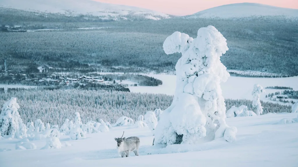 Head to Lake Hietajärvi in Ylläs-Pallas National Park for a wild swim among the reindeer (Credit: Eeva Mäkinen, courtesy of Visit Finland)