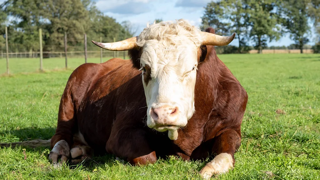 A brown and white cow with horns lies in a field of grass (Credit: Henk van de Ven/Leonie Cornips)