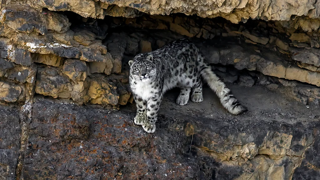 A snow leopard looks directly into the camera from a rocky ledge (Credit: Getty Images)