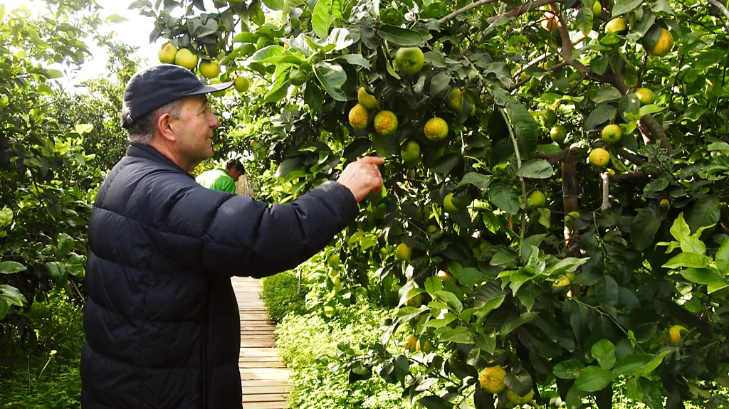 Vicente Todolí, wearing a baseball cap, points out citrus fruits