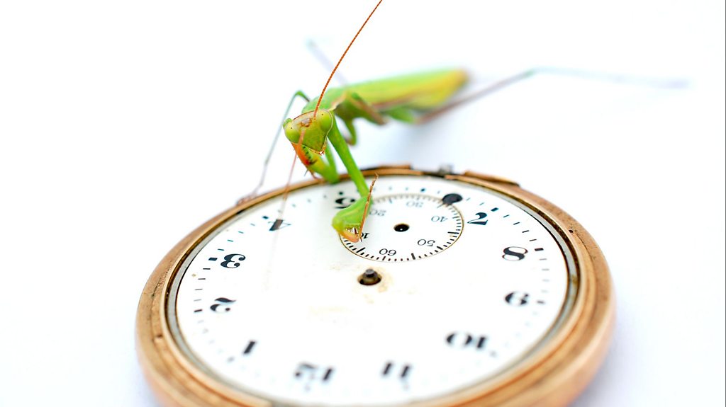 The strange origins of daylight savings time