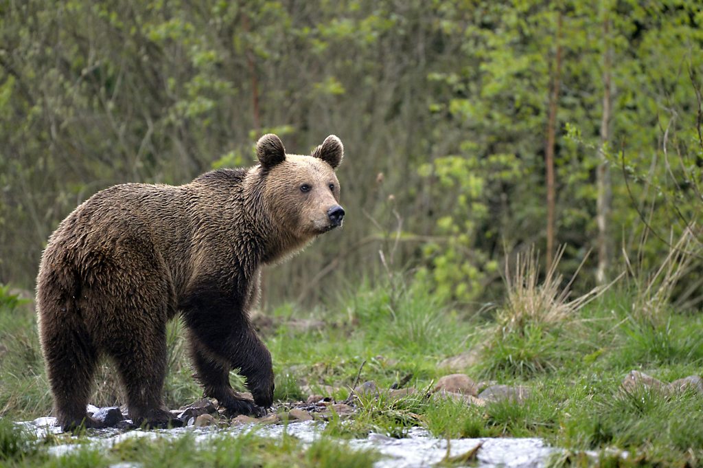 A visit to Romania's brown bear sanctuary
