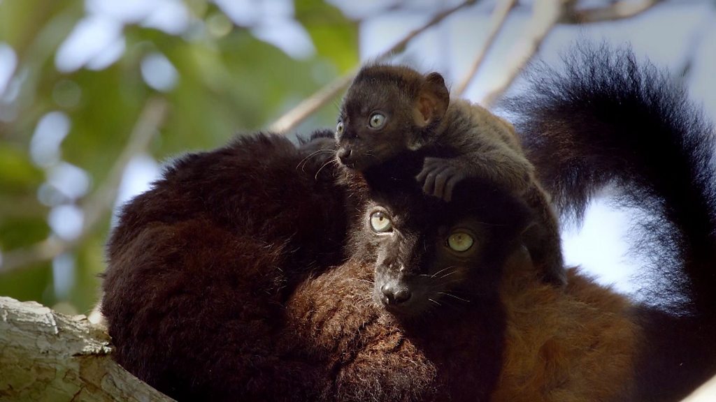 Lemur mom has ingenious idea to save newborn