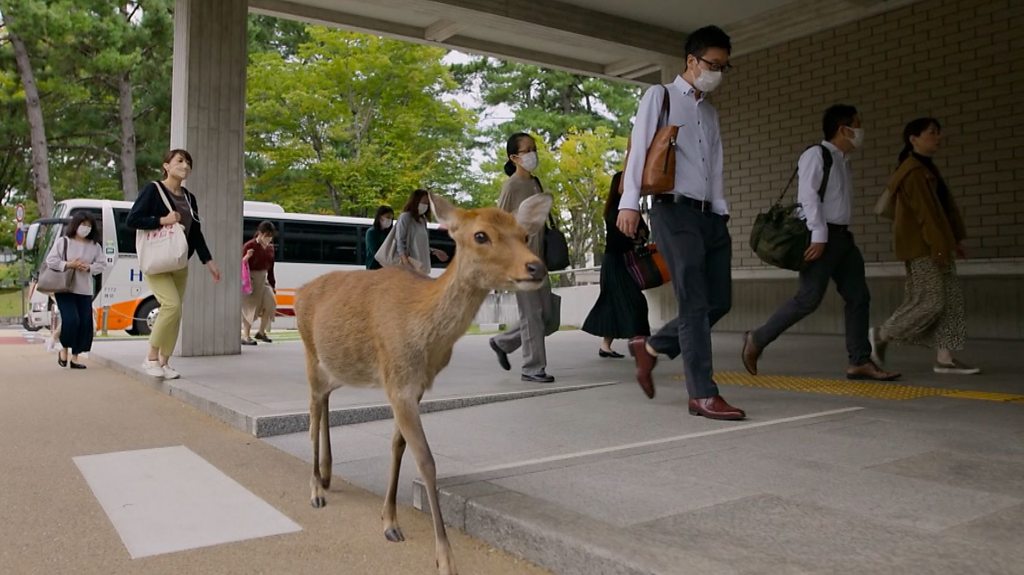 The town where deer roam free (and mostly peacefully)
