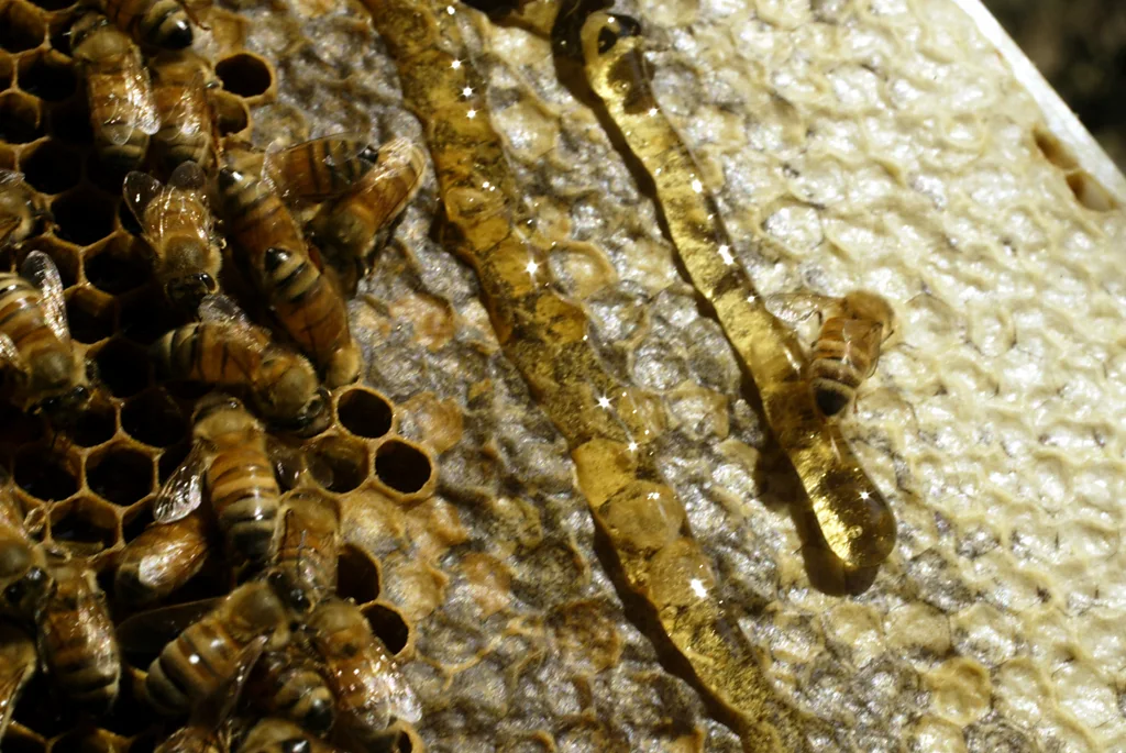 The chemical secrets that help keep honey fresh for so long