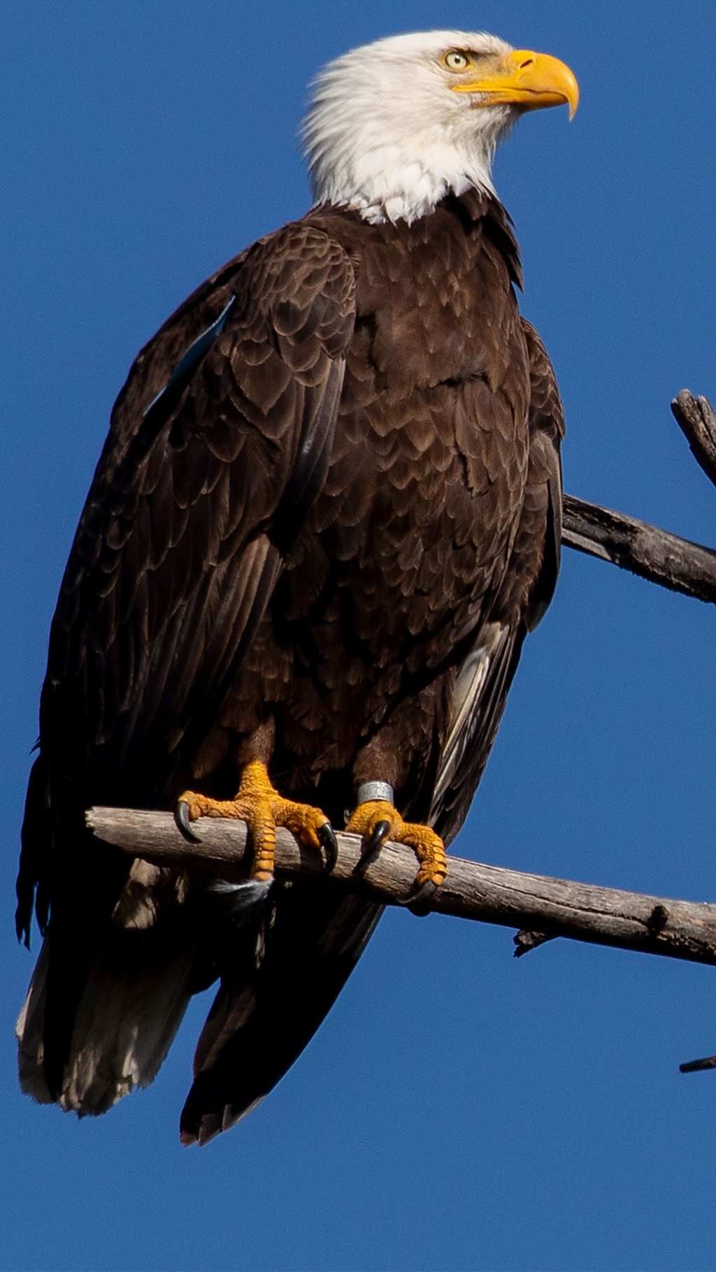 Почему символ США в американских фильмах, шоу и клипах озвучивает другая птица?