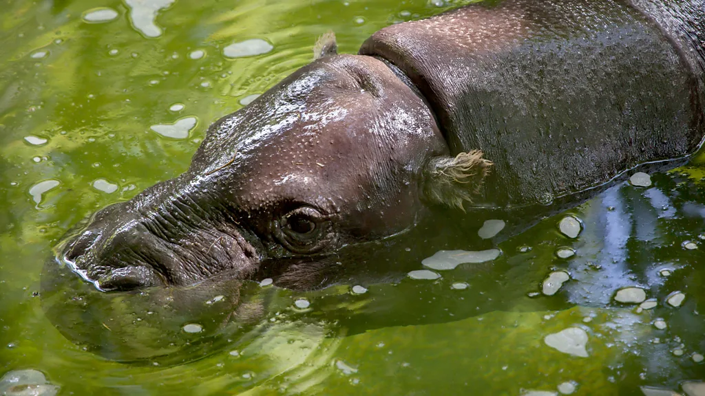 Man steering wooden canoe on river to Tiwai Island, Sierra Leone (Credit: Ali Lucas-Chee)