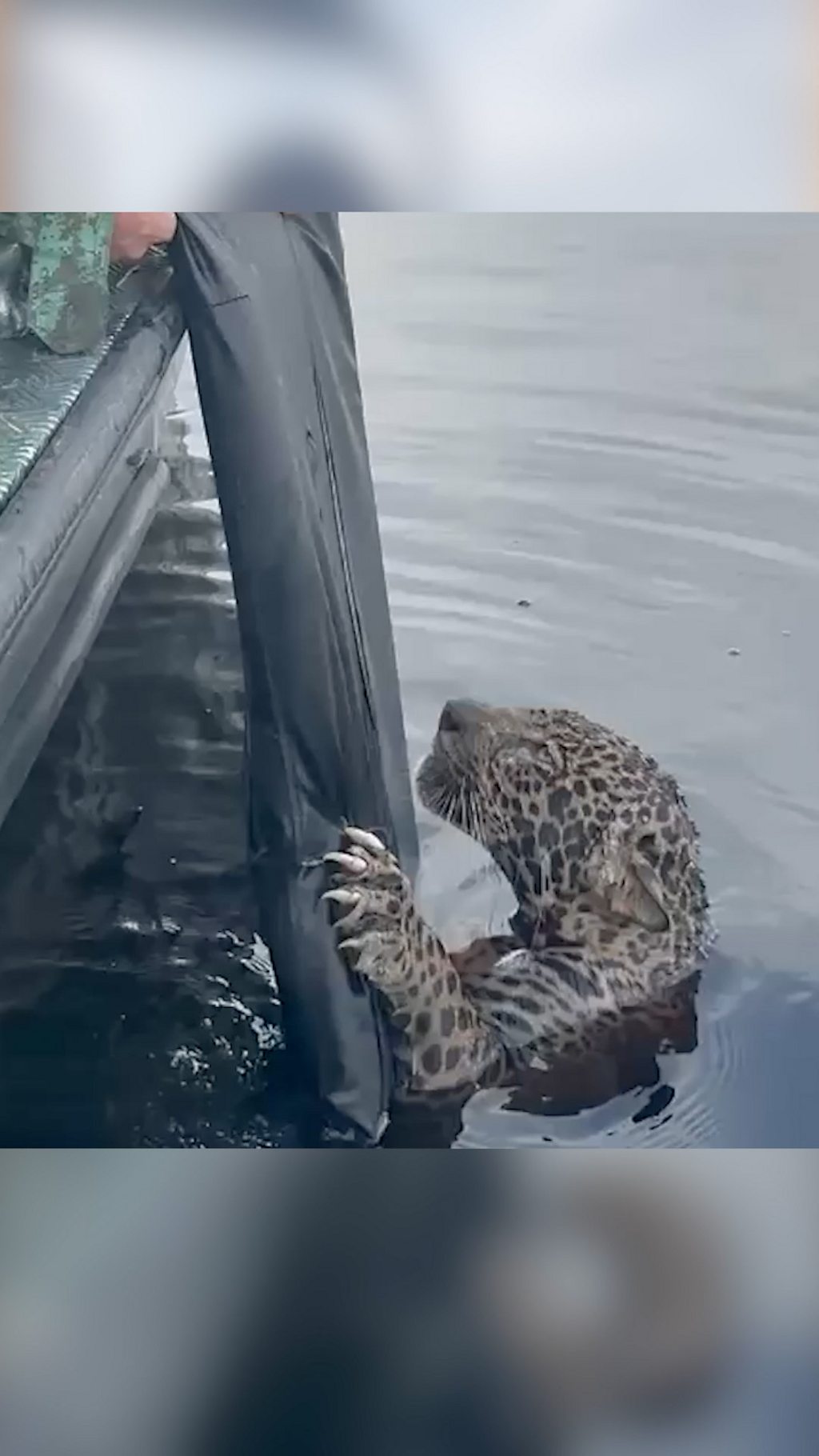 Спасение ягуара