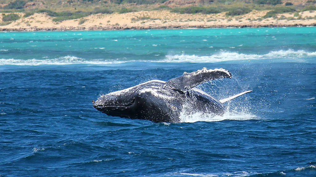 A turtle swims in Western Australia's Ningaloo Reef.