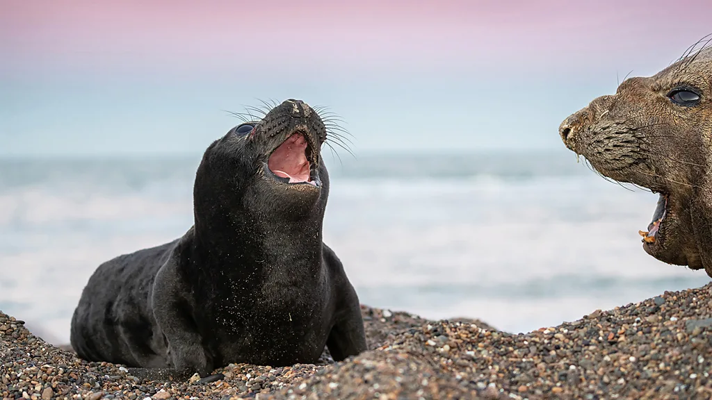 Male elephant seals pin down females during mating season at the Peninsula Valdu00e9s in Argentina (Credit: Adriana Sanz, WCS Argentina)