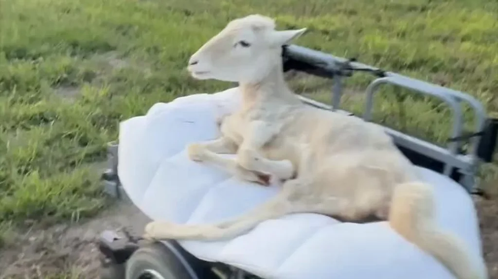 வீல் சேரில் சுற்றி வரும் கிகி ஆடு