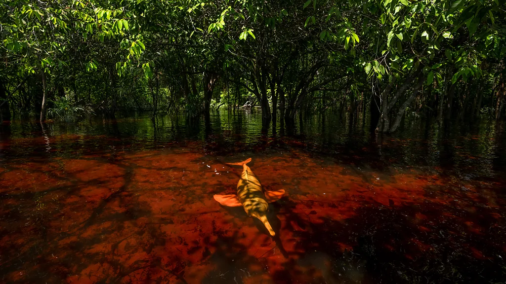 A pink river dolphin swims among the trees in the Amazon River in Rio Negro, Brazil (Credit: Thomas Peschak)