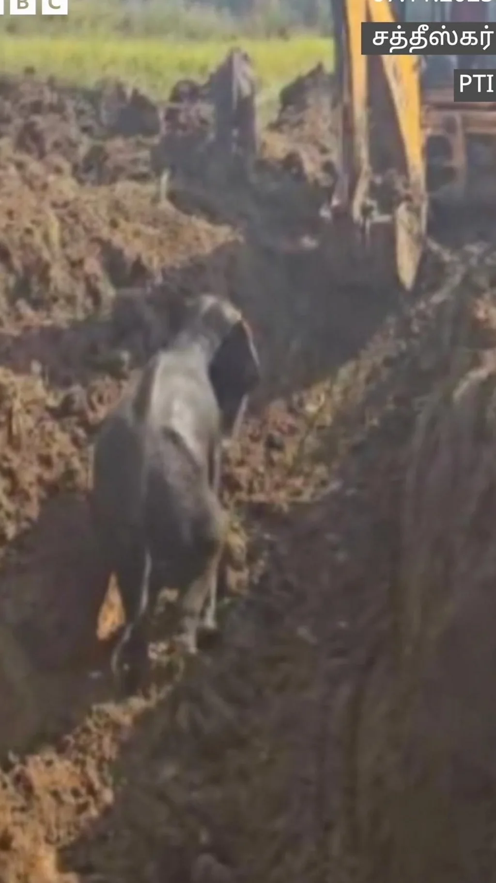 கிணற்றில் விழுந்த யானைகள் - வனத்துறை மீட்டது எப்படி?