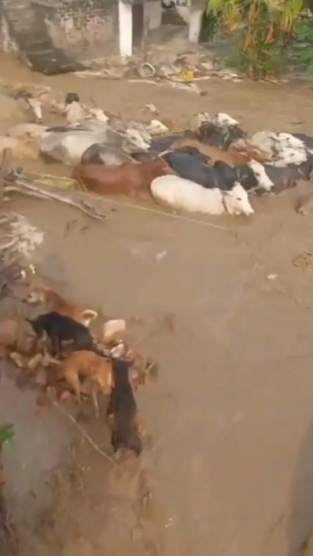 காணொளி: திருப்பதியில் வெள்ளத்தில் அடித்து செல்லப்பட்ட கால்நடைகள்