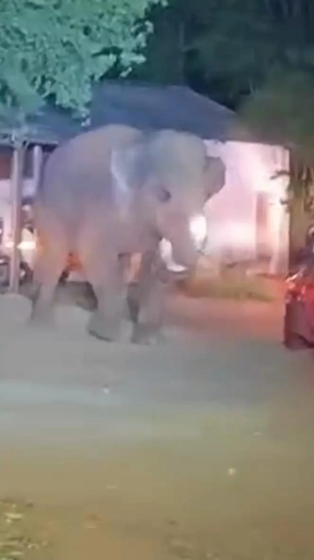 வனத்துறை வாகனத்தை தாக்கிய 'பாகுபலி' யானை