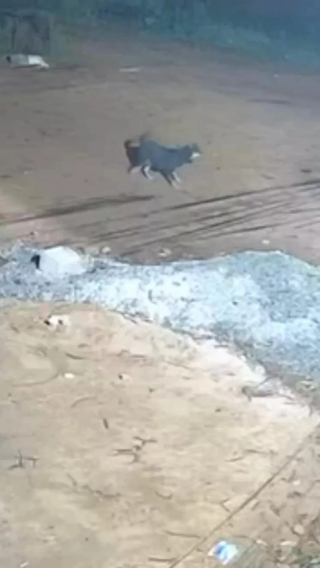 பல்கலைக்கழகத்தில் நாயை துரத்திய சிறுத்தை - சிசிடிவி