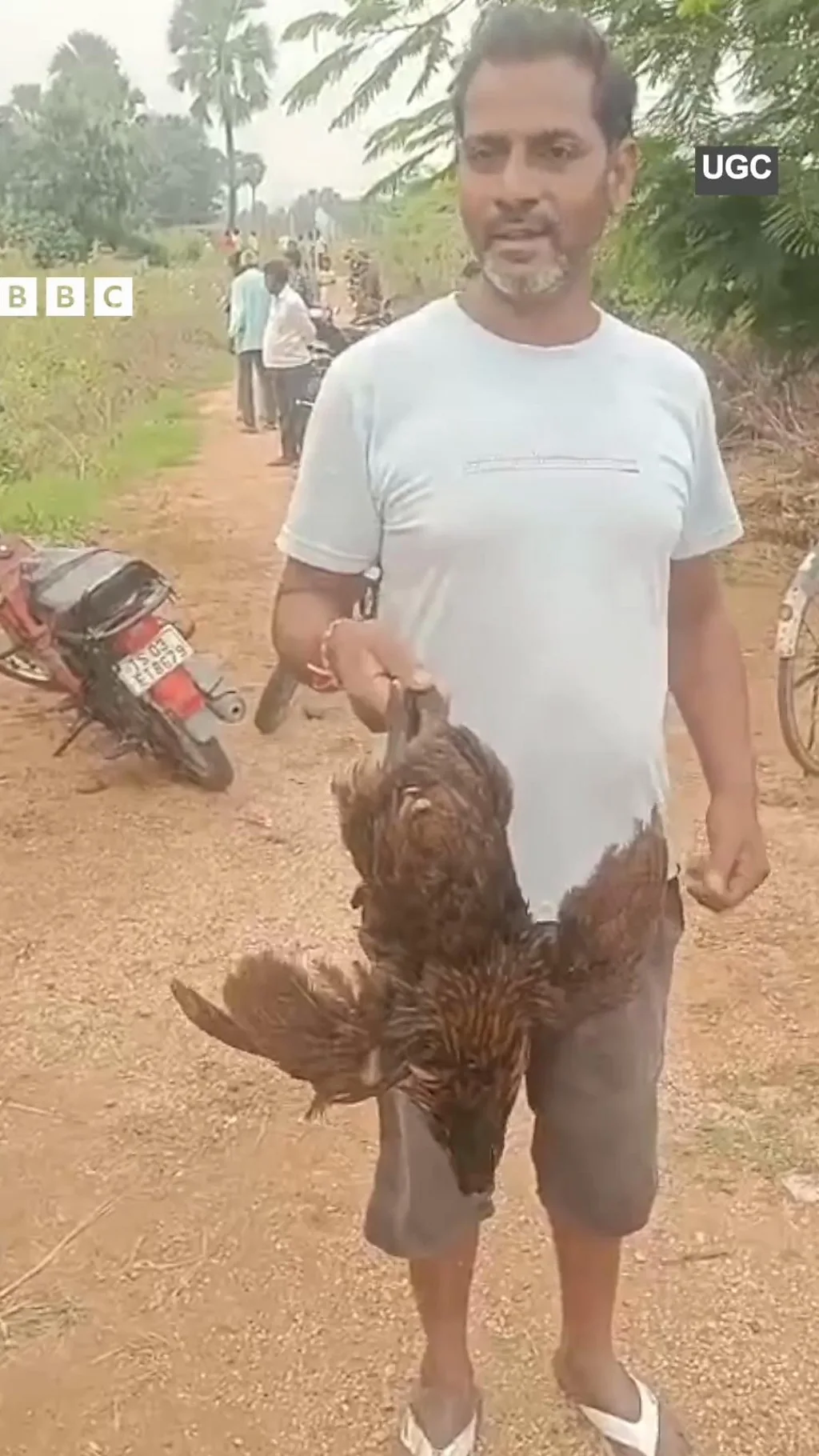 வயல்களில் விடப்பட்ட கோழிகள் - பிடித்துச் சென்ற மக்கள்