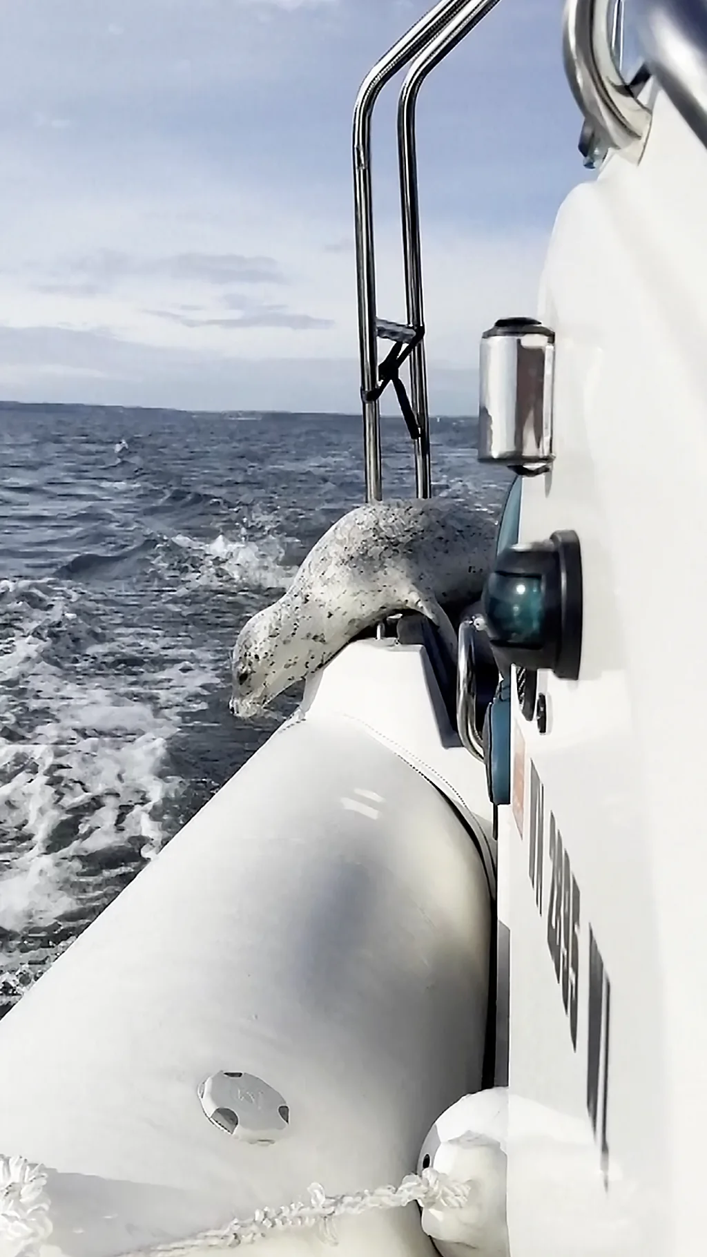 Фотограф помогла морскому котику спастись от косаток.