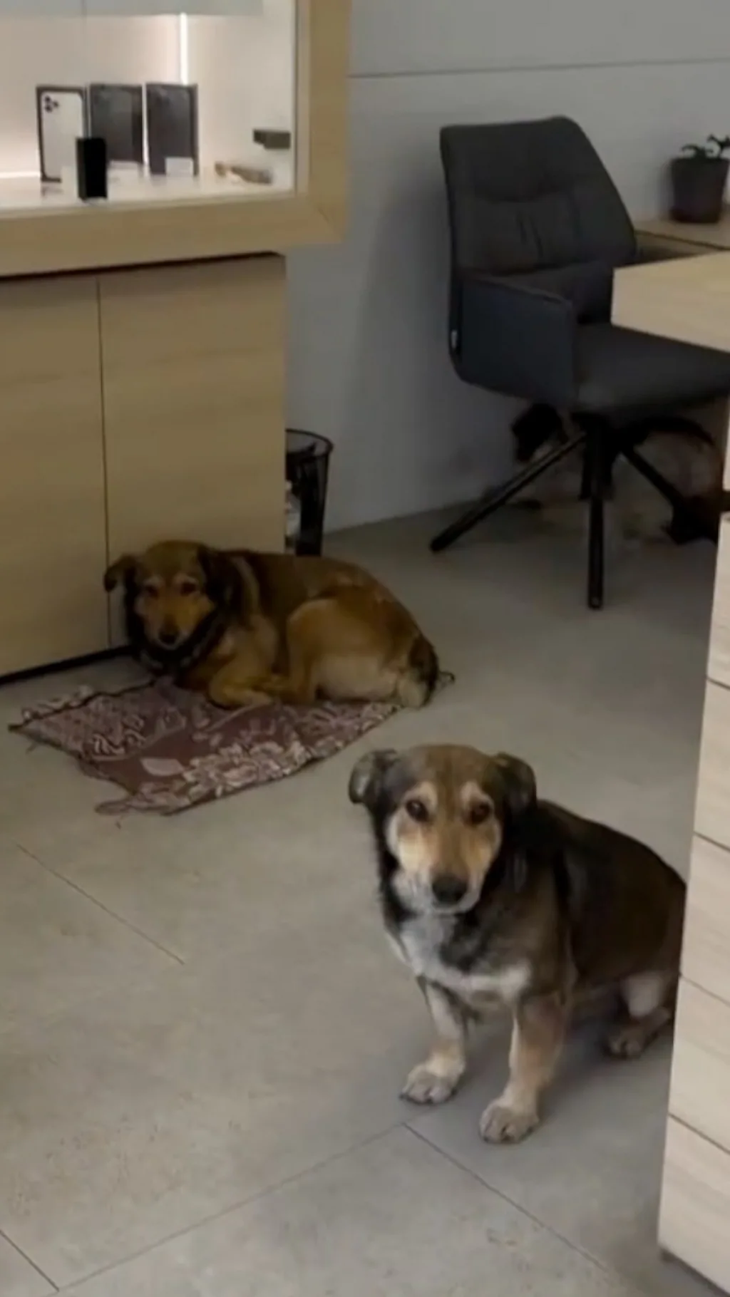 Ukraina: Daydi itlar havo hujumi paytida qayerda jon saqlashmoqda?