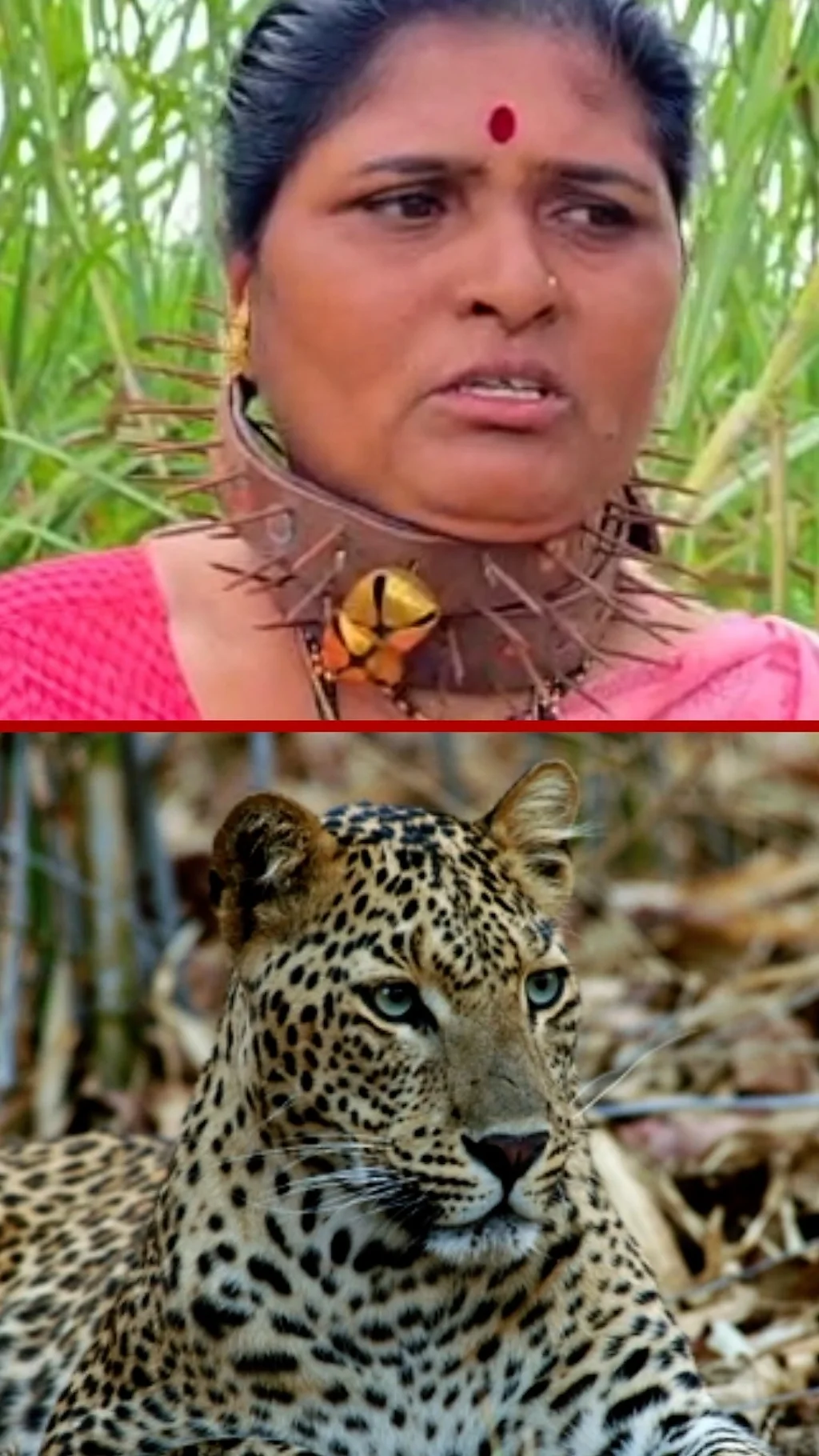 Leopard hujumidan bo'yinbog'