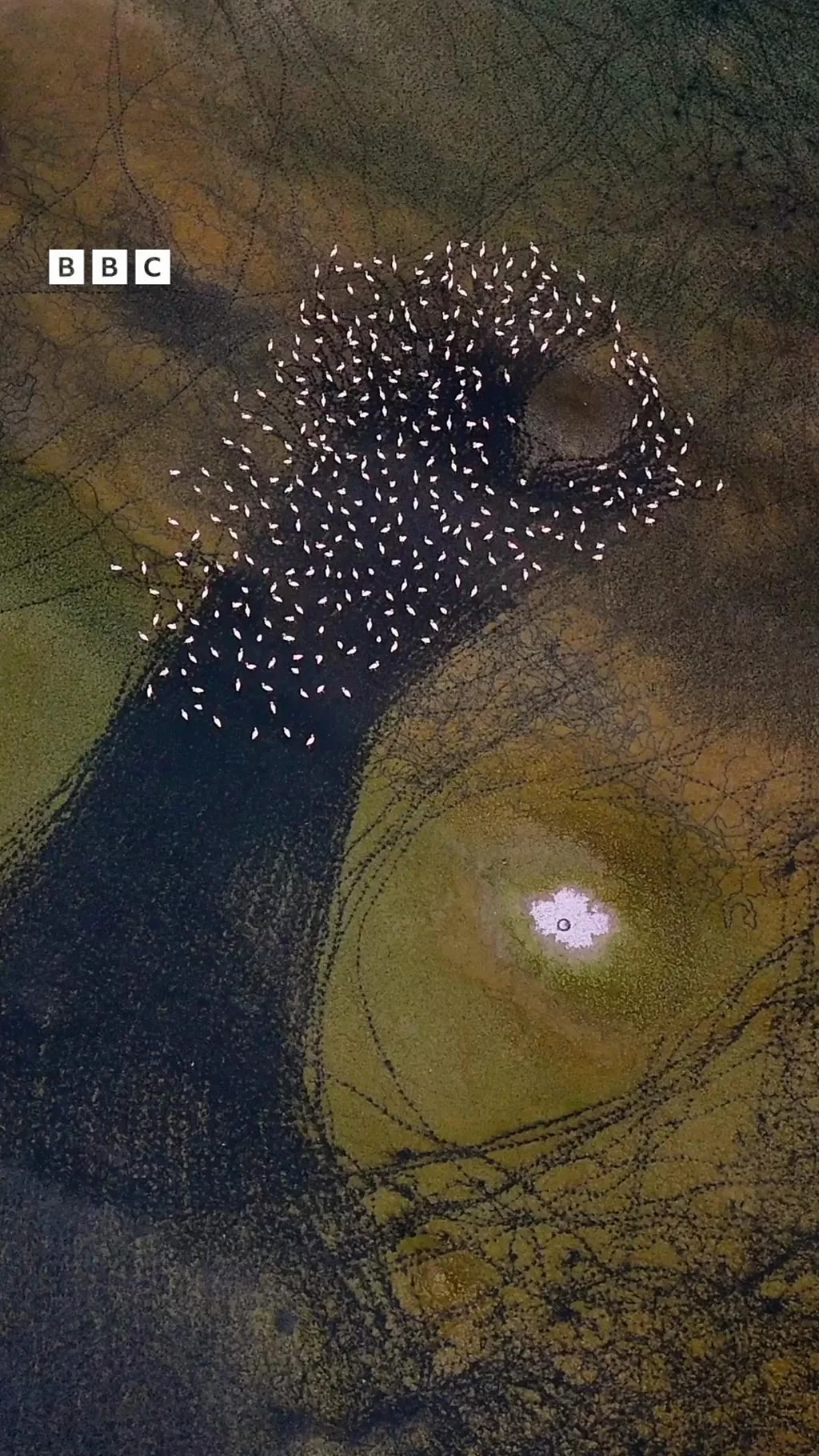 இரான்: மஹர்லூ ஏரி மீது கூட்டமாக நடந்து செல்லும் பூநாரைகள் - டிரோன் காட்சி