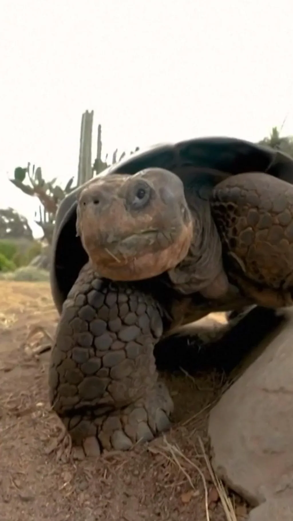 பூங்காவின் 'ராணியாக' வலம் வந்த கலபகோஸ் ஆமை 141 வயதில் மரணம்