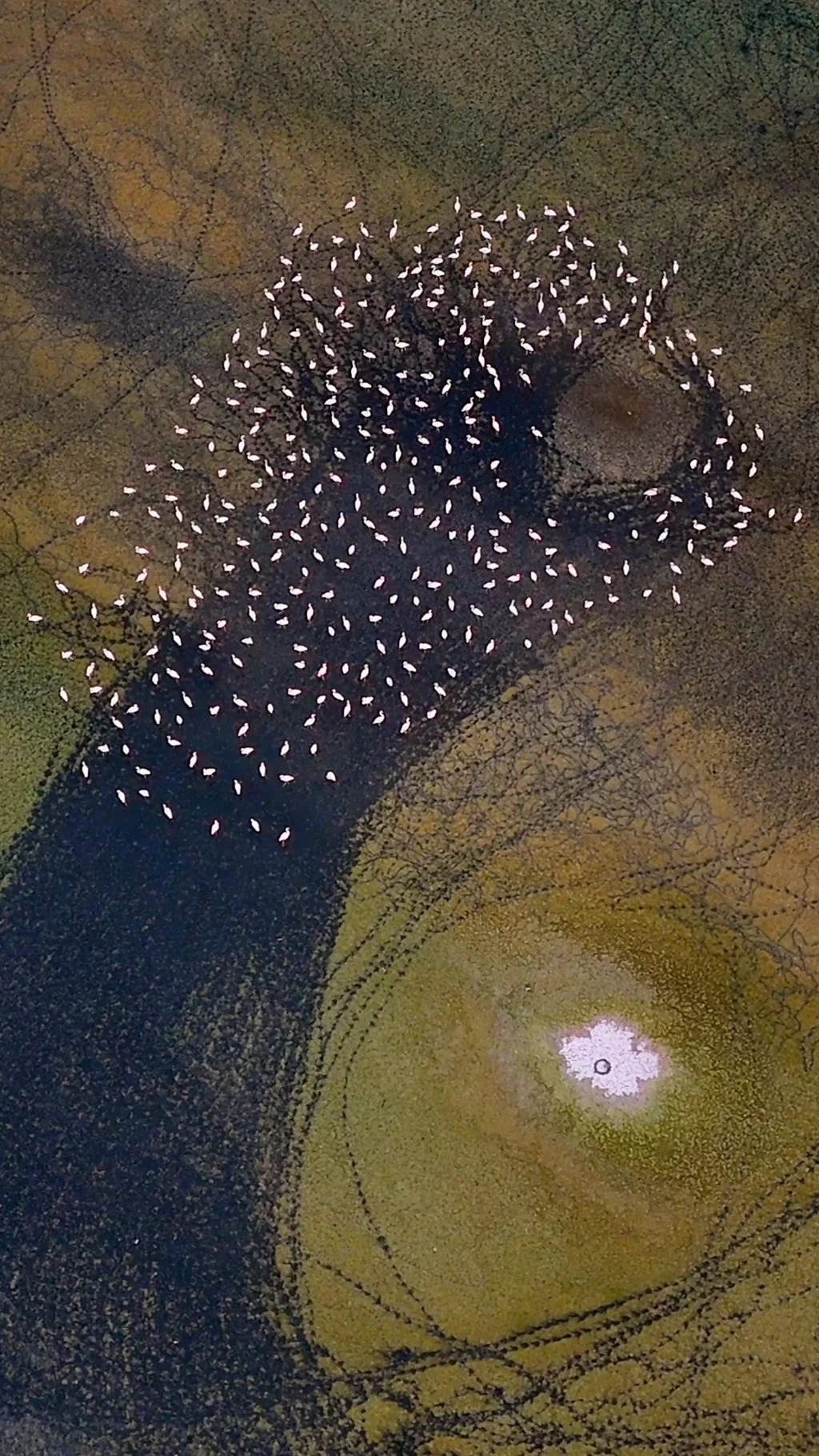 Ko‘lni kesib o‘tayotgan flamingolar