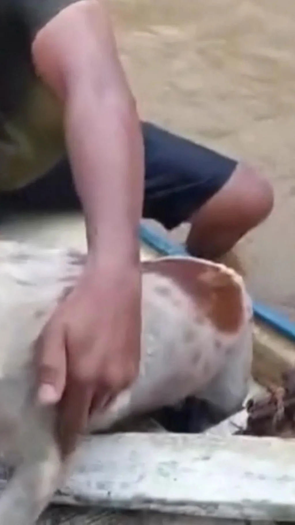 வெள்ளத்தில் தத்தளித்த நாய் - படகில் மீட்ட நபர்கள்