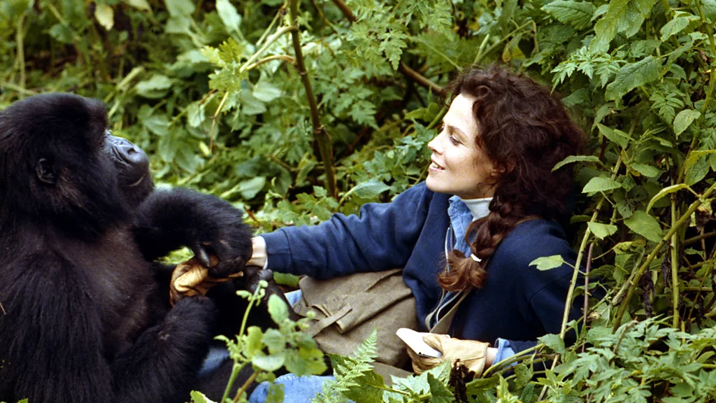 Sigourney Weaver was Oscar-nominated for playing Fossey in the film Gorillas in the Mist (Credit: Alamy)
