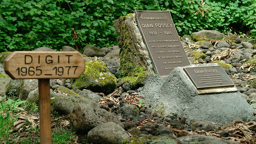 Fossey's grave, alongside that of her favourite gorilla, Digit (Credit: Alamy)