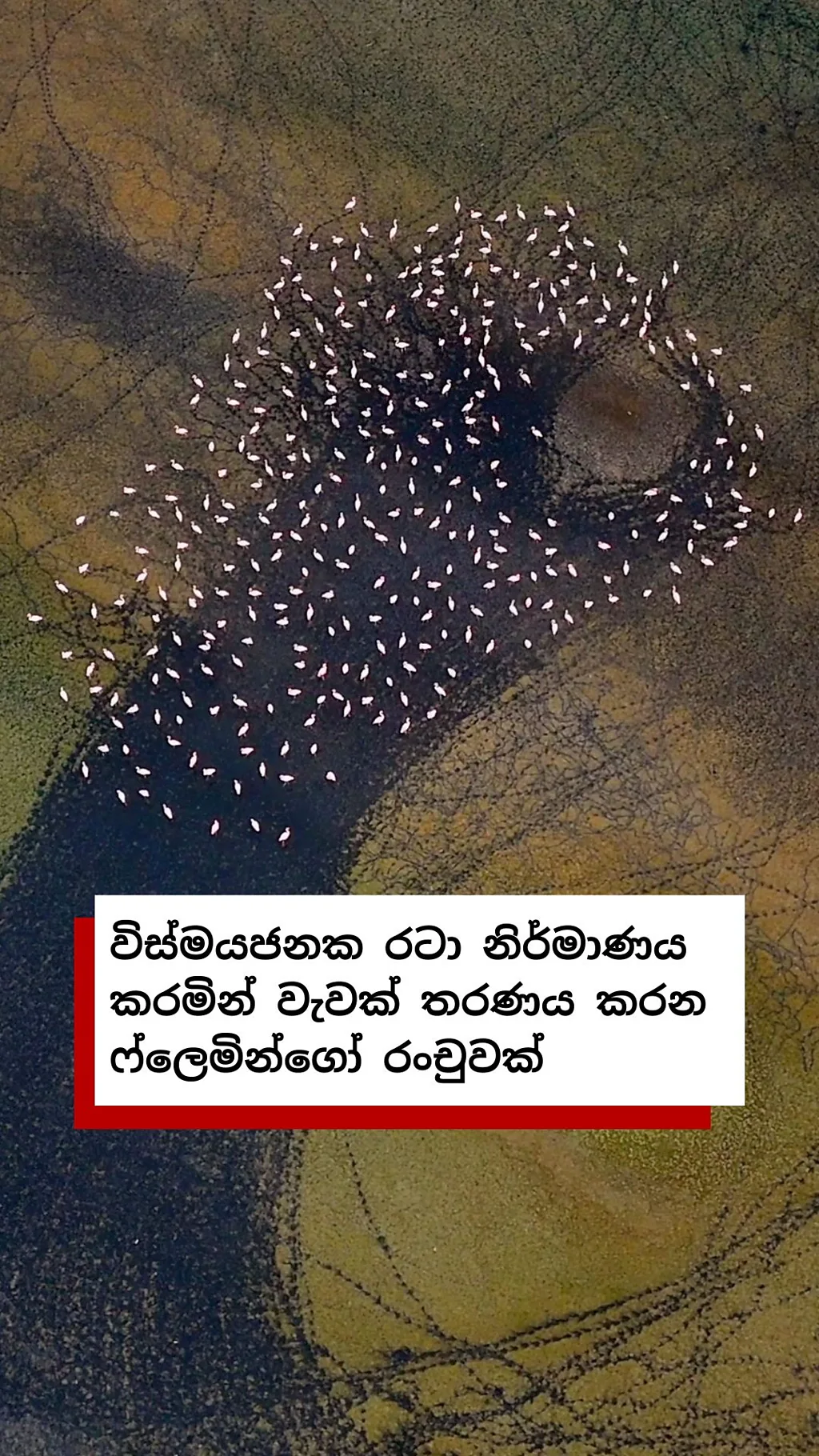 විස්මයජනක රටා නිර්මාණය කරමින් වැවක් තරණය කරන ෆ්ලෙමින්ගෝ රංචුවක්