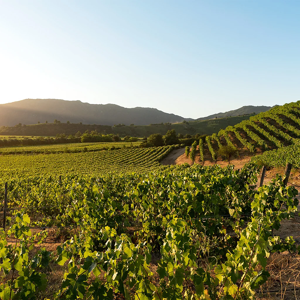 Chile's Ruta del Vino spans five valleys in the centre of the country (Credit: Montes Wines)
