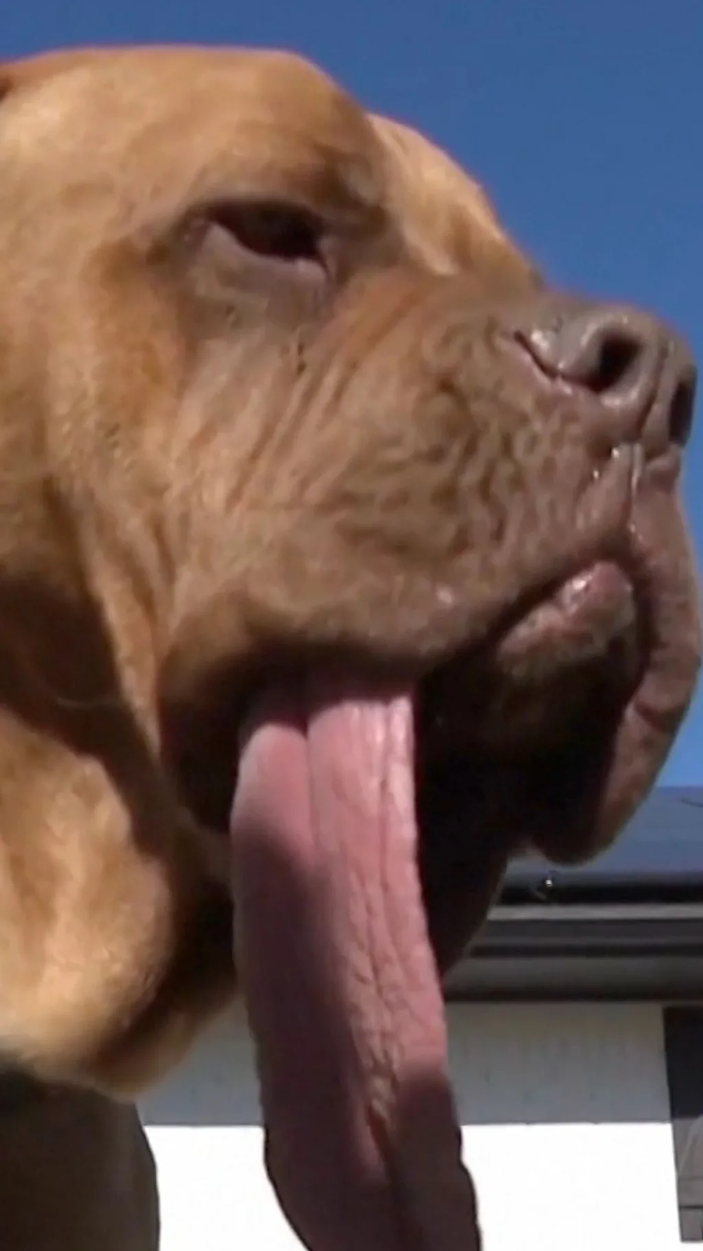 ये है सबसे लंबी जीभ वाला कुत्ता