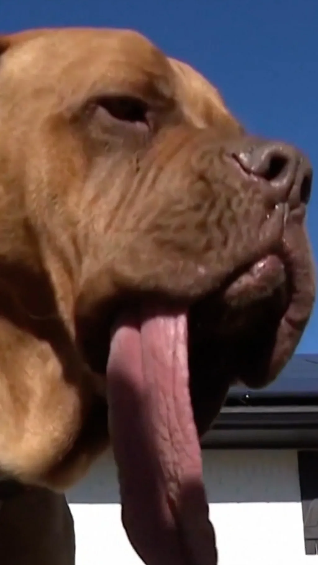 Pas je oborio rekord zahvaljujući jeziku dužine skoro 20 centimetara.