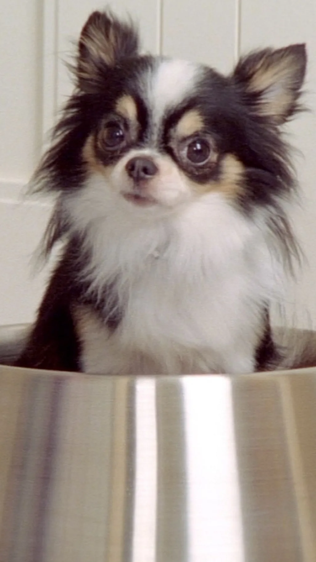 इंसानों और कुत्तों का रिश्ता कितना पुराना?