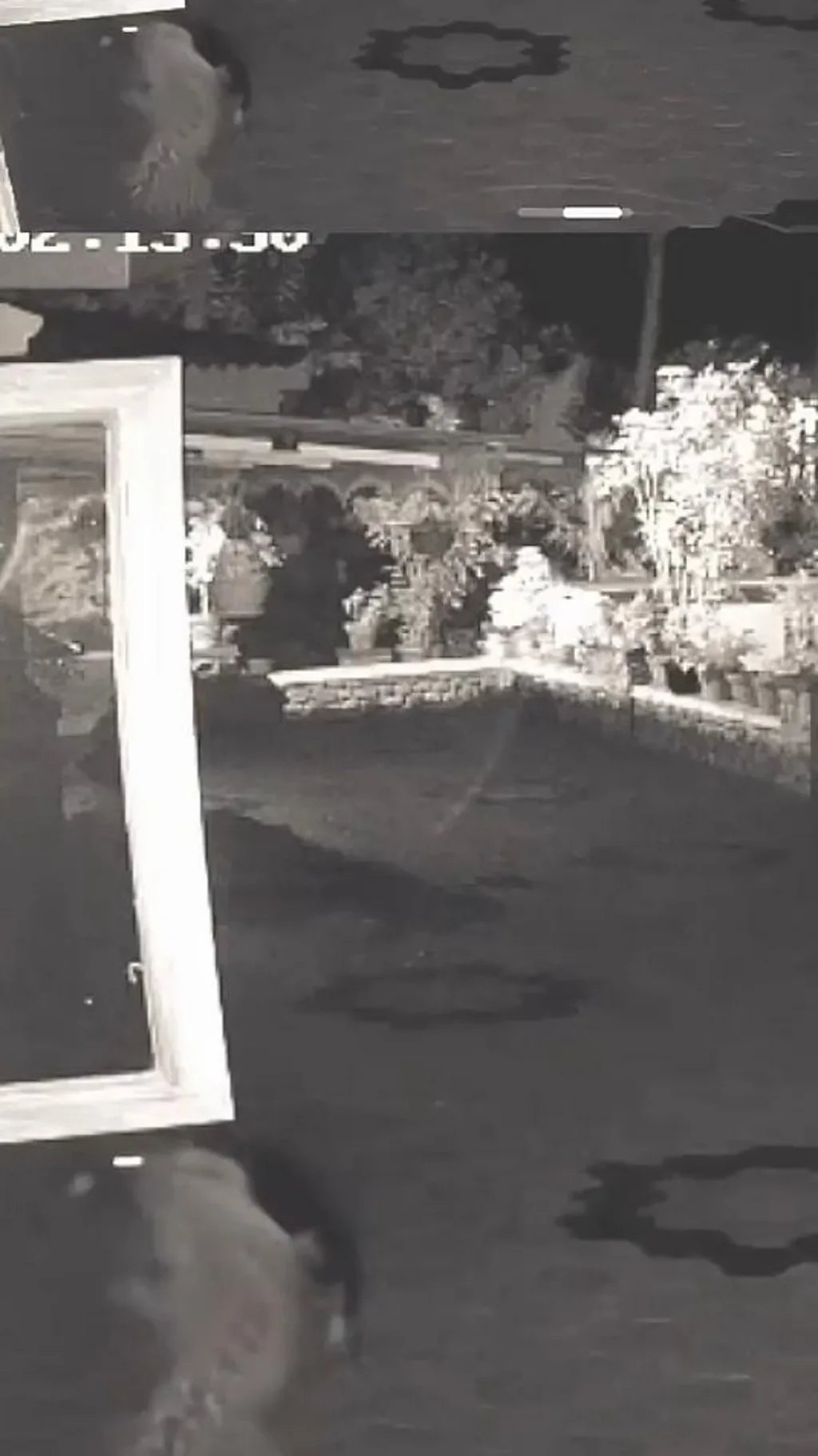 कुत्रे-बिबट्या