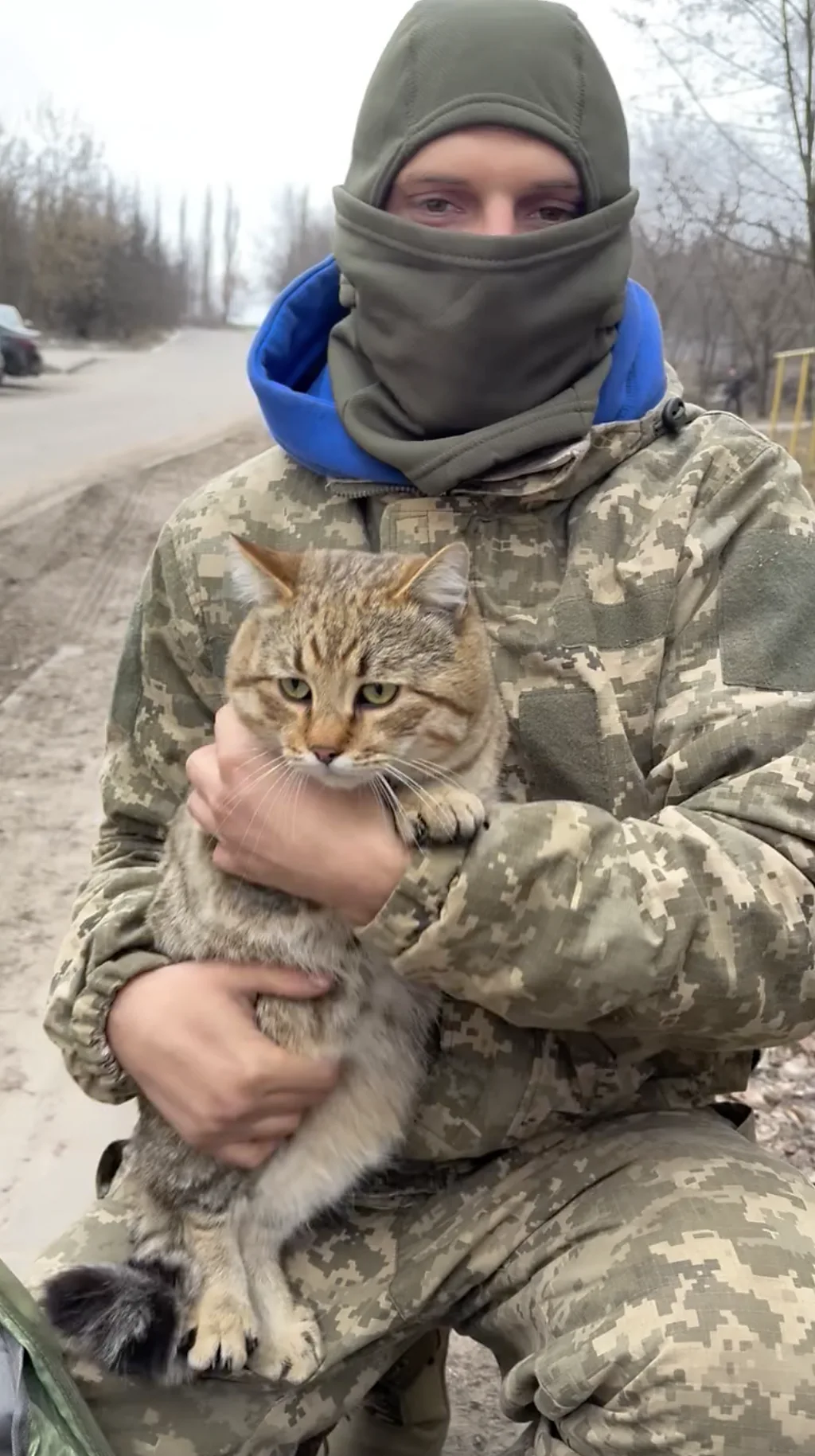 Військовий понад 10 км ніс кота з села біля фронту. Тепер він шукає нову родину.