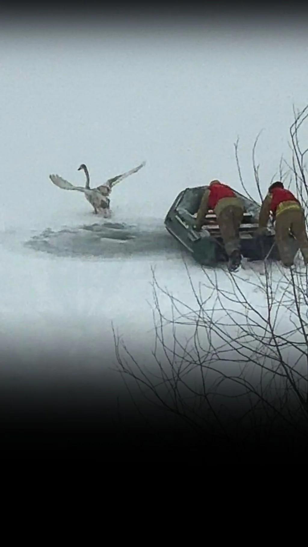 "Лебідь-пранкер". Або, коли вирішив побути наодинці