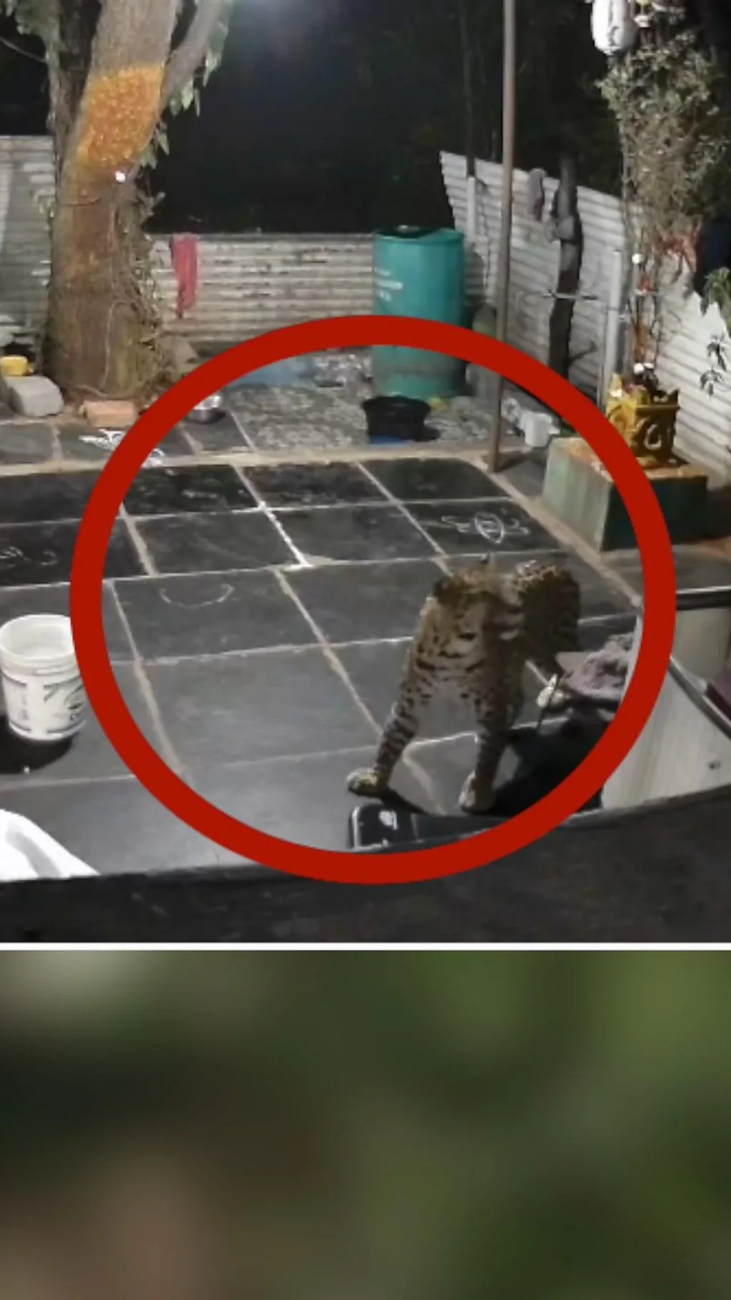 અડધીરાત્રે દીપડાના આંટાફેરા વન વિભાગે શું કહ્યું?