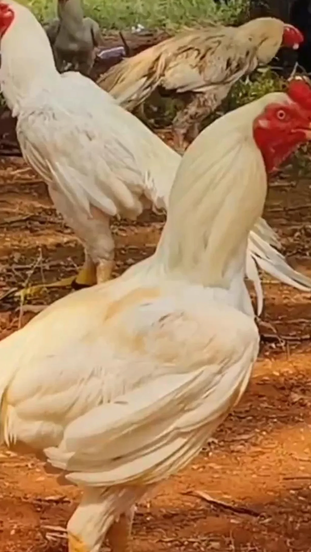 திண்டுக்கல்லில் களைகட்டிய சேவல் கண்காட்சி