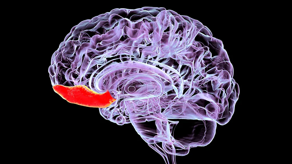 The outermost layer of the orbitofrontal cortex appears to be particularly vulnerable to impact (Credit: Getty Images)