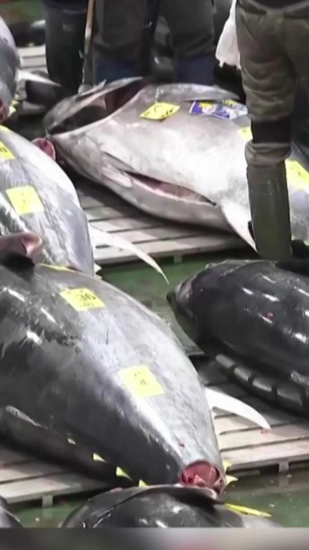 بلیو فن ٹیونا