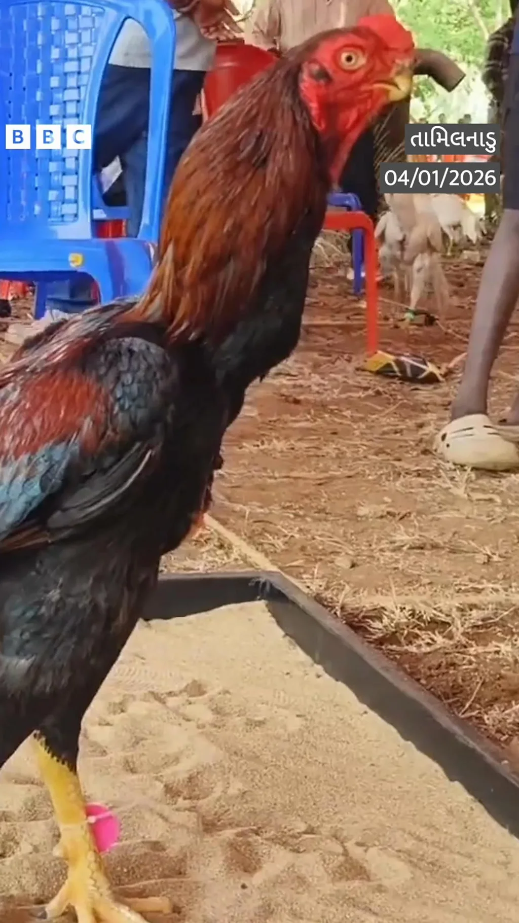 'ત્રણ લાખ રૂપિયાનો એક મરઘો...' તમે મરઘાઓનો મેળો જોયો?