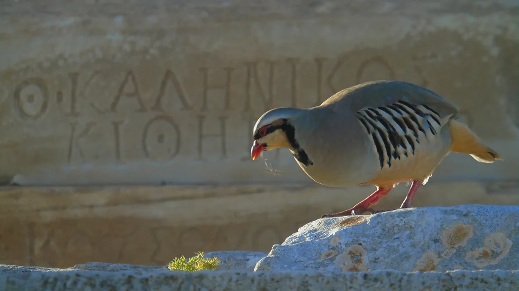 The Delos viper sits on a step in front of some Greek ruins