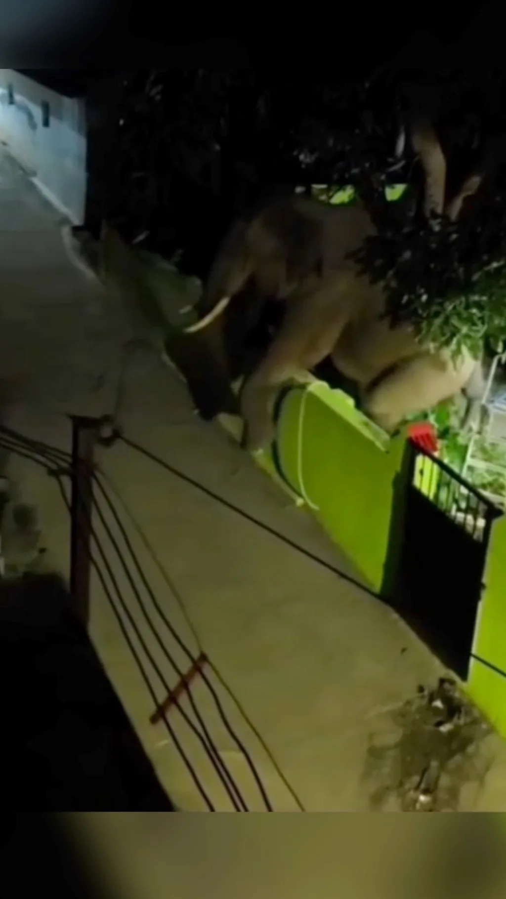 बगैँचाका बिरुवा खाएपछि पर्खाल नाघ्दै हात्ती बाहिरियो