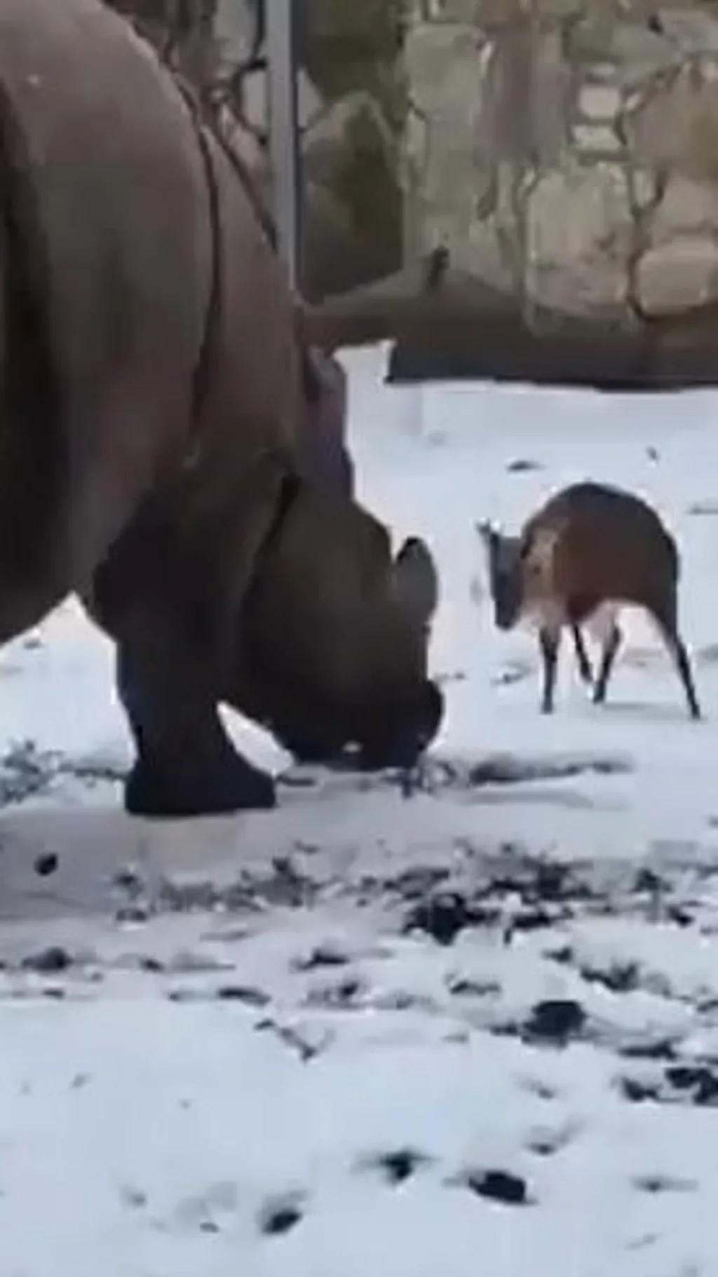 चिड़ियाघर में गैंडे और हिरण की 'टक्कर'