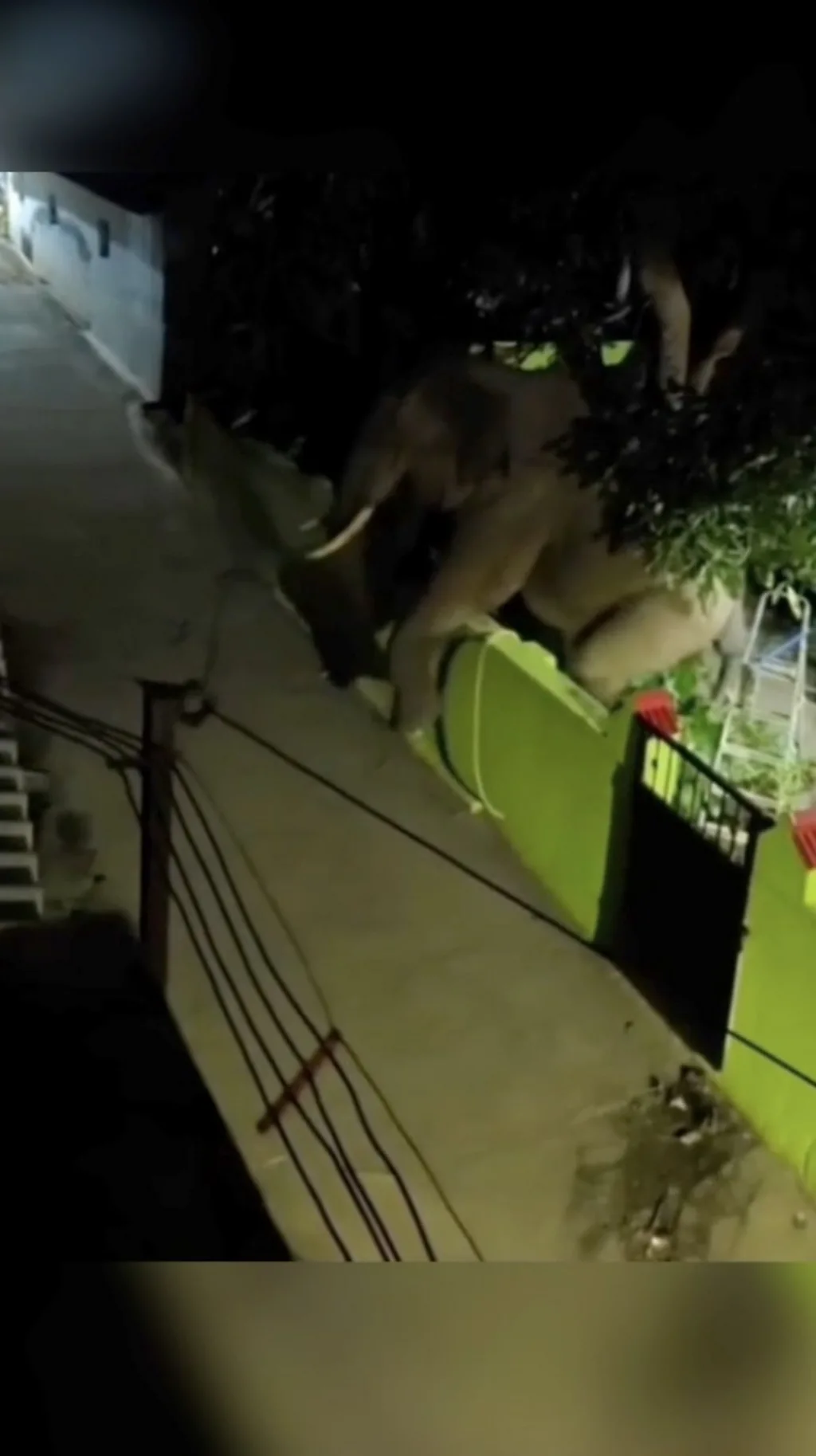 ගෙවත්තකට පැමිණි ඇතෙකු තාප්පයෙන් පැන යන අයුරු