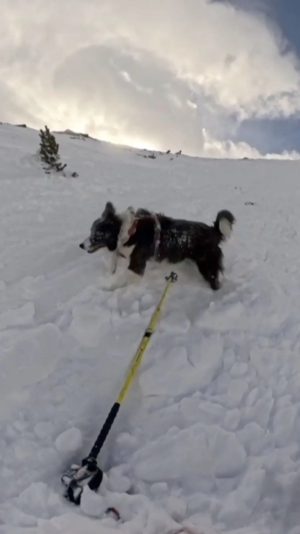 Лыжницу и собаку унесло лавиной