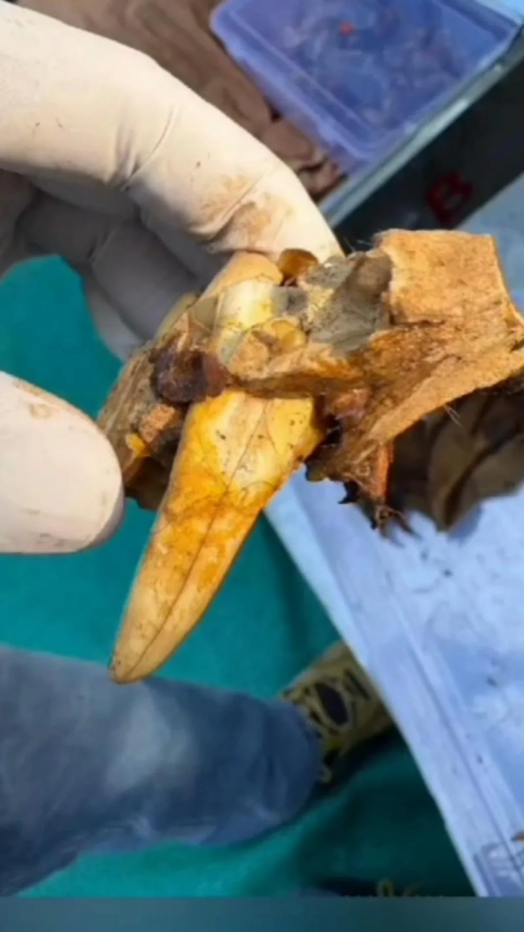 નર્મદા : મહંતના રૂમમાંથી મળેલાં પ્રાણીઓનાં ચામડાં મામલે શું ખુલાસો થયો?