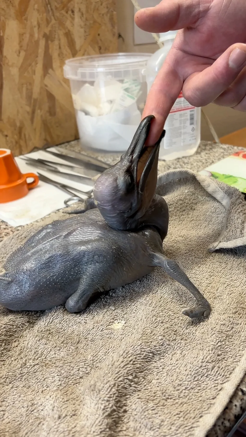 Mali pelikan usrećio Beo zoo vrt: Prva beba rođena u 2026.